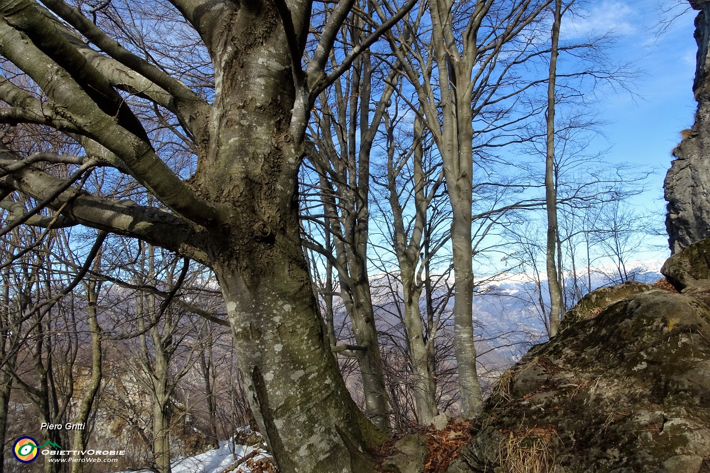 40 Faggi secolari e pareti rocciose sul versante nord del Monte Zucco.JPG